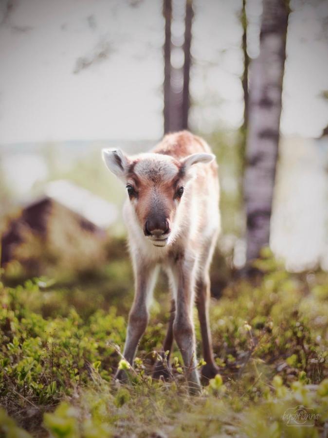 泰尔沃拉Beautiful Rural Experience With Reindeer别墅 外观 照片