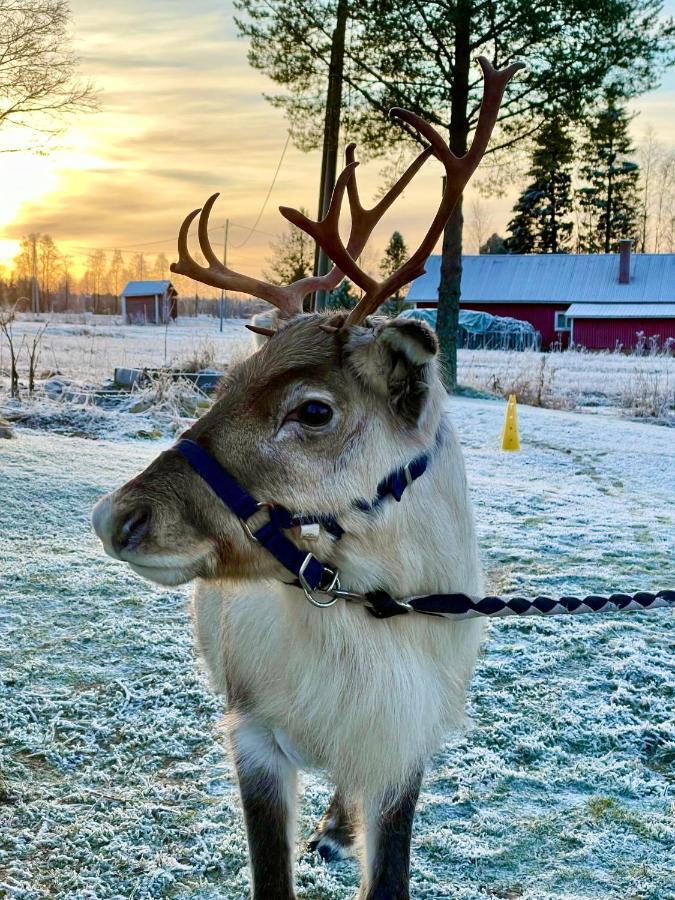 泰尔沃拉Beautiful Rural Experience With Reindeer别墅 外观 照片