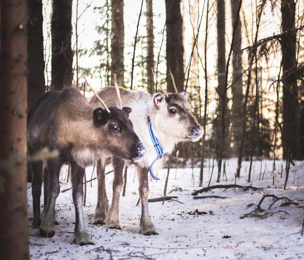 泰尔沃拉Beautiful Rural Experience With Reindeer别墅 外观 照片