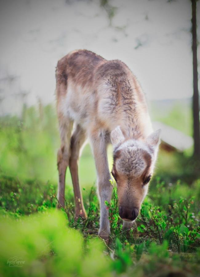 泰尔沃拉Beautiful Rural Experience With Reindeer别墅 外观 照片